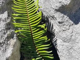 Blechnum punctulatum